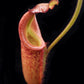 Nepenthes (maxima x veitchii) EP pitcher plant sale Singapore side view 