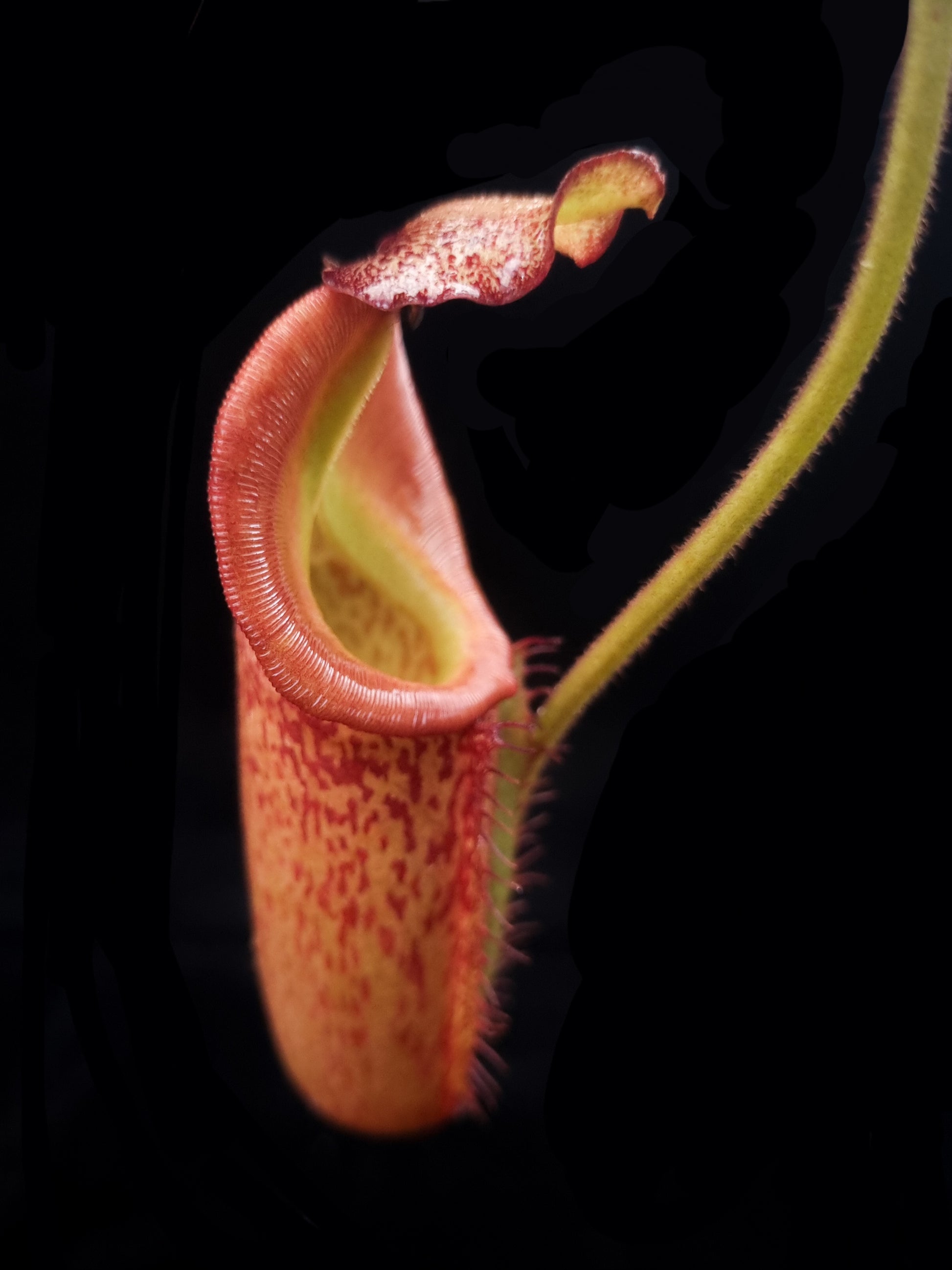 Nepenthes (maxima x veitchii) EP pitcher plant sale Singapore side view 