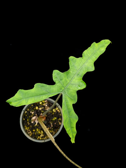 alocasia sabrina sulawesi narrow sale Singapore potted plant top view 