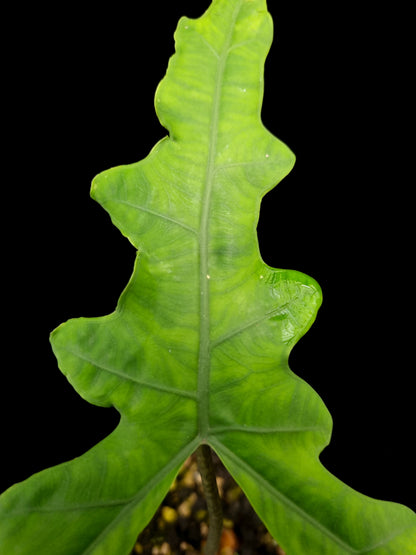 alocasia sabrina sulawesi narrow sale Singapore potted plant leaf detail