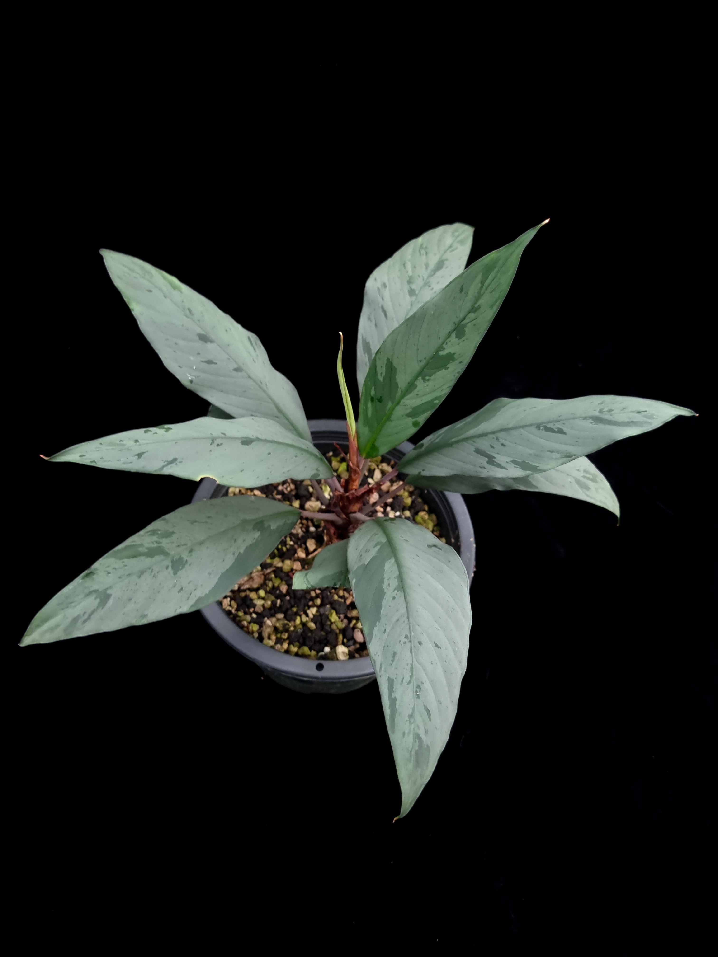 Secta Plant Ooia cf. secta | Potted plants Singapore | Black Toe Tropicals