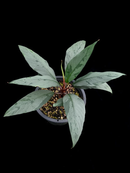 Ooia secta potted plant sale Singapore top view