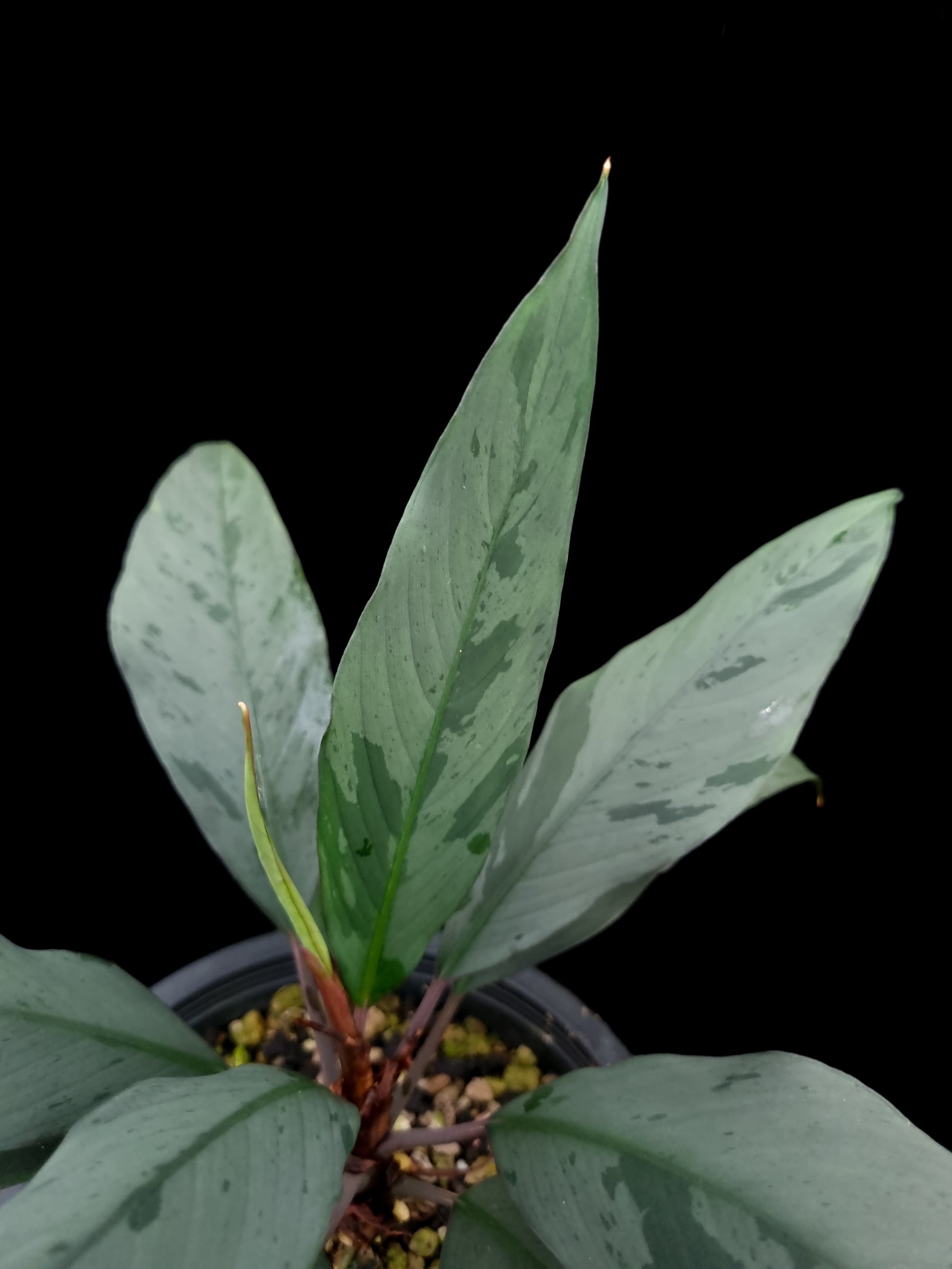 Ooia secta potted plant sale Singapore leaf detail