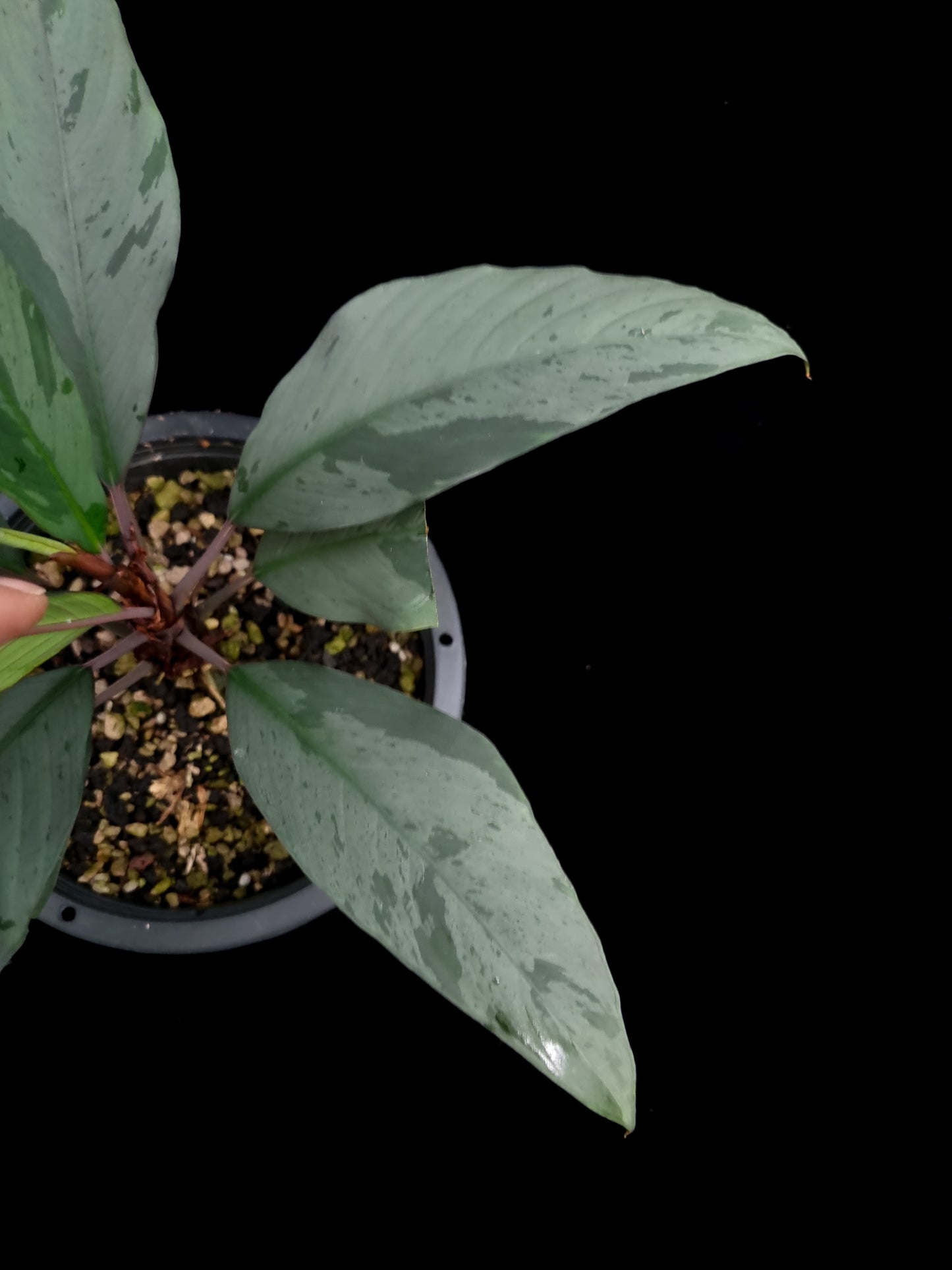 Ooia secta potted plant sale Singapore top view