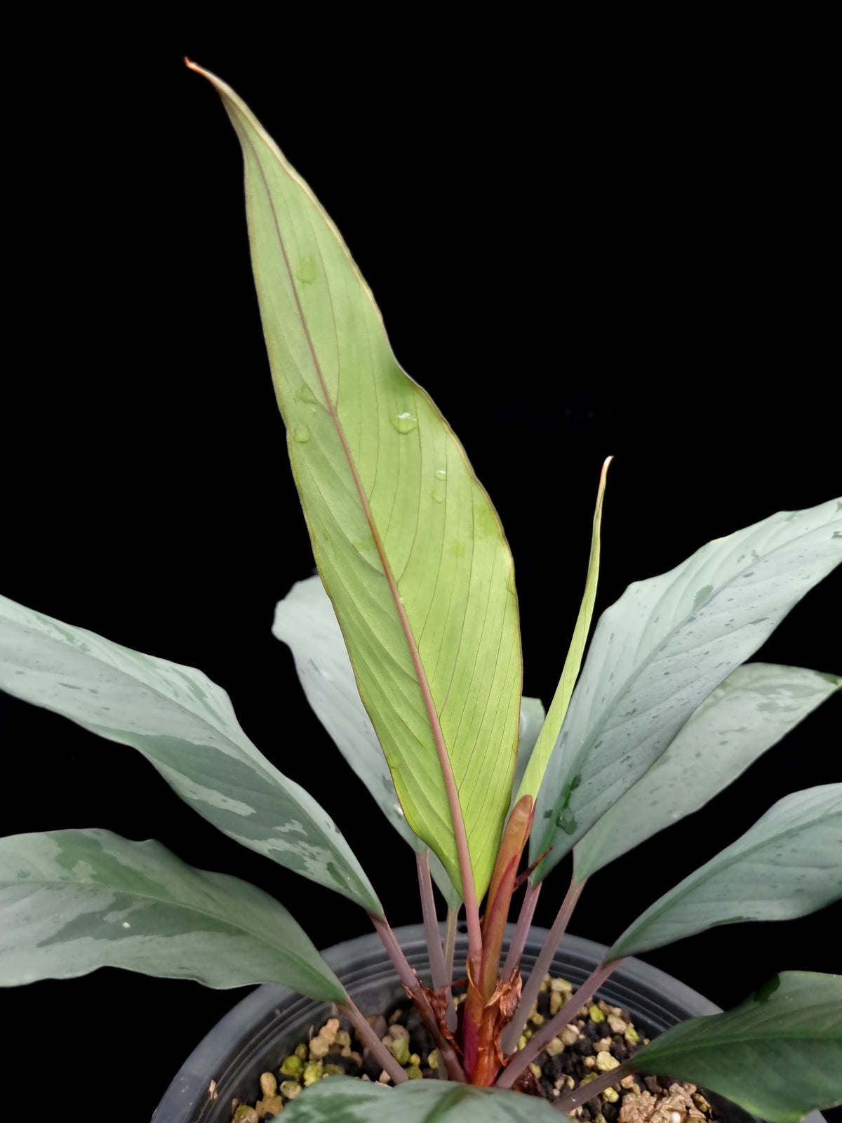 Secta Plant Ooia cf. secta | Potted plants Singapore | Black Toe Tropicals