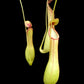 Nepenthes alata pitcher plant sale Singapore potted plant front view 