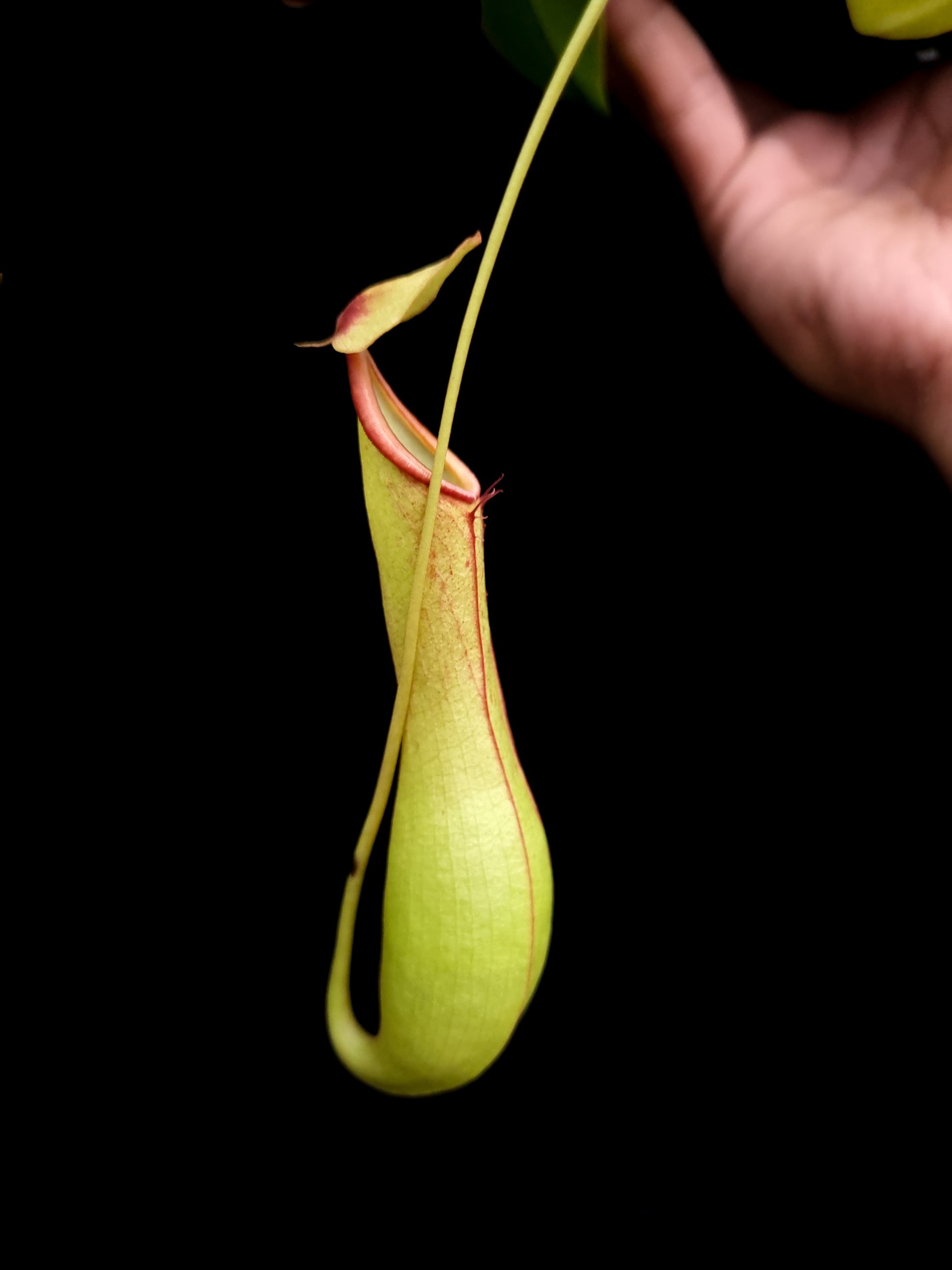 Nepenthes alata pitcher plant sale Singapore potted plant side view 