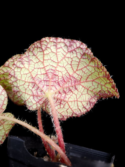 Begonia longiciliata sizemoreae sale SIngapore potted plant leaf abaxial