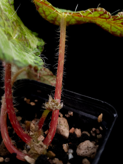 Begonia longiciliata sizemoreae sale SIngapore potted plant petiole detail