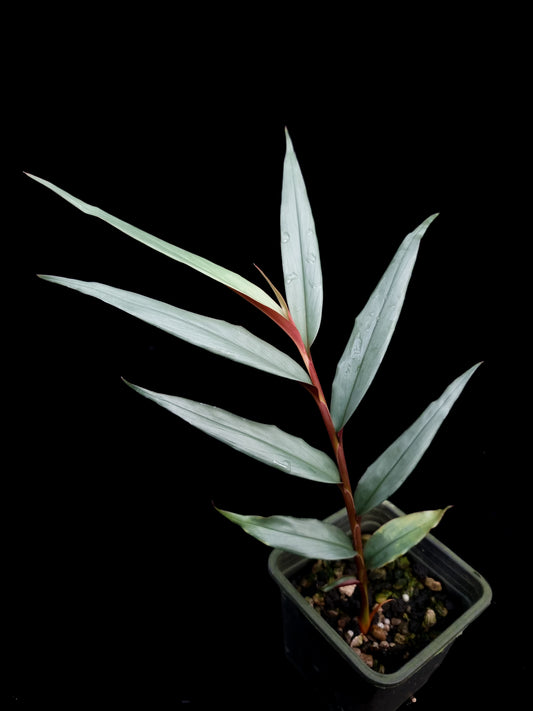 Alpinia luteocarpa potted plant sale Singapore top view