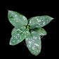Schismatoglottis sp. Papua potted plant sale Singapore side view 