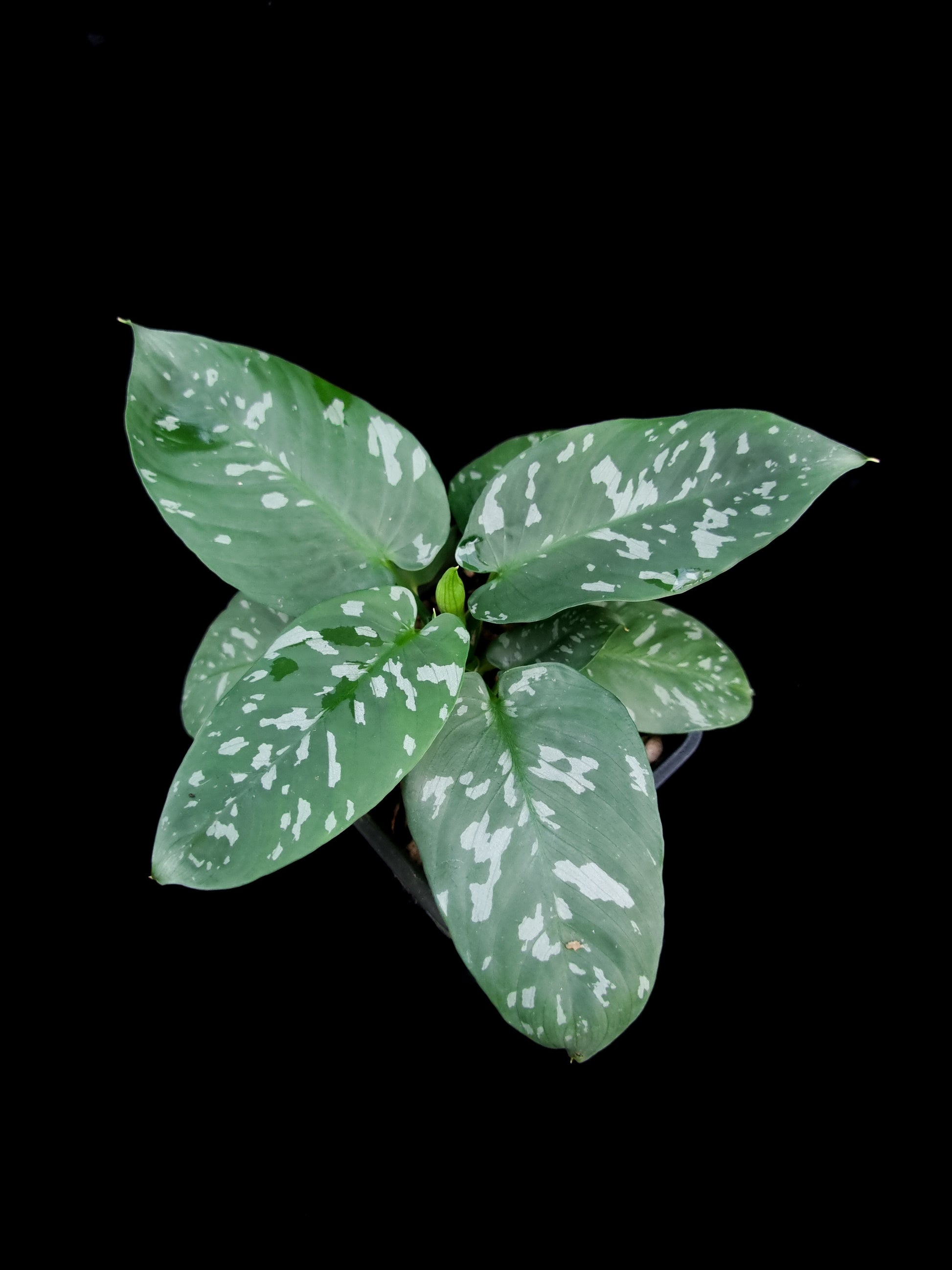 Schismatoglottis sp. Papua potted plant sale Singapore side view 