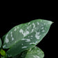 Schismatoglottis sp. Papua potted plant sale Singapore leaf detail 