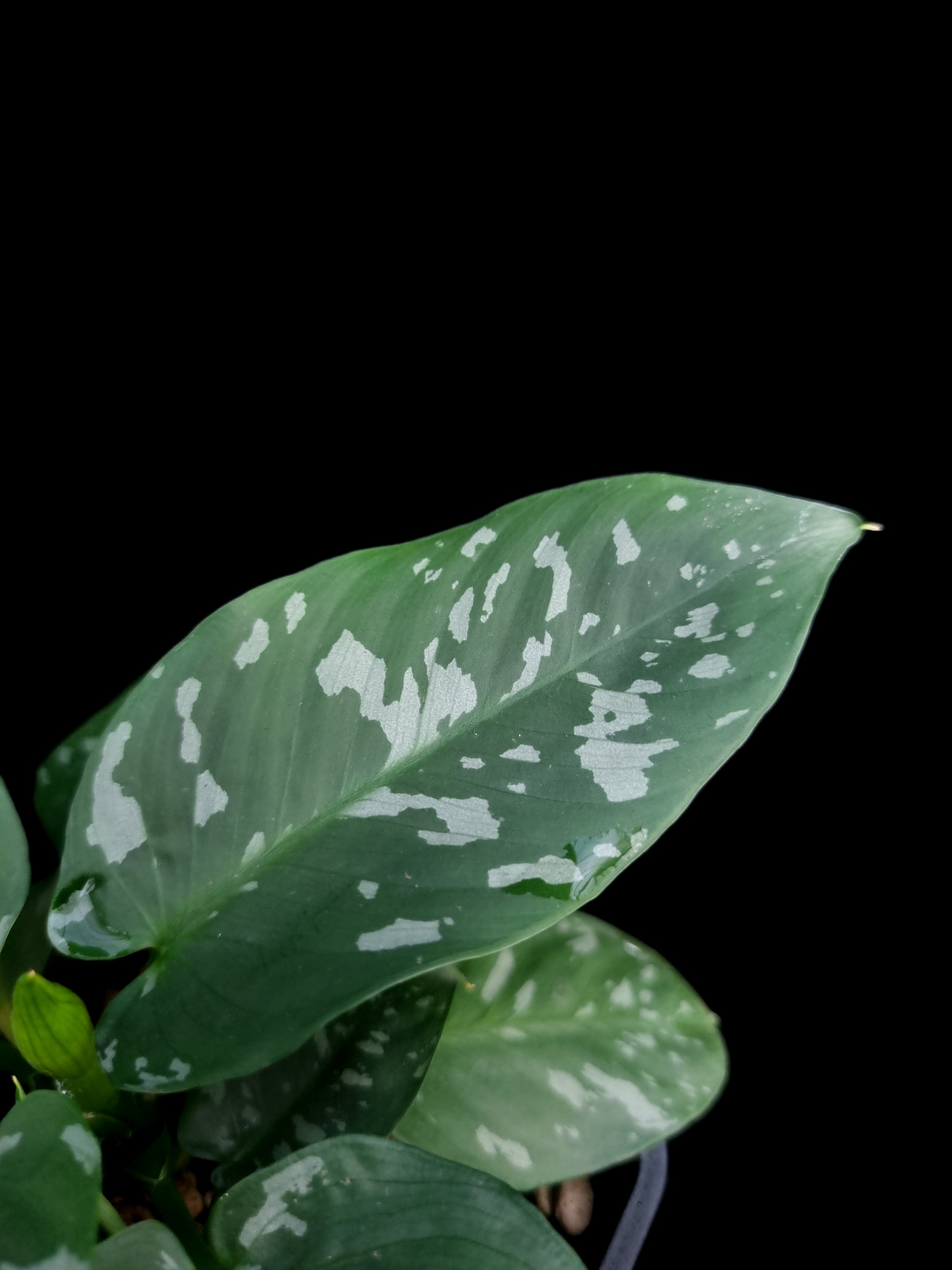 Schismatoglottis sp. Papua potted plant sale Singapore leaf detail 