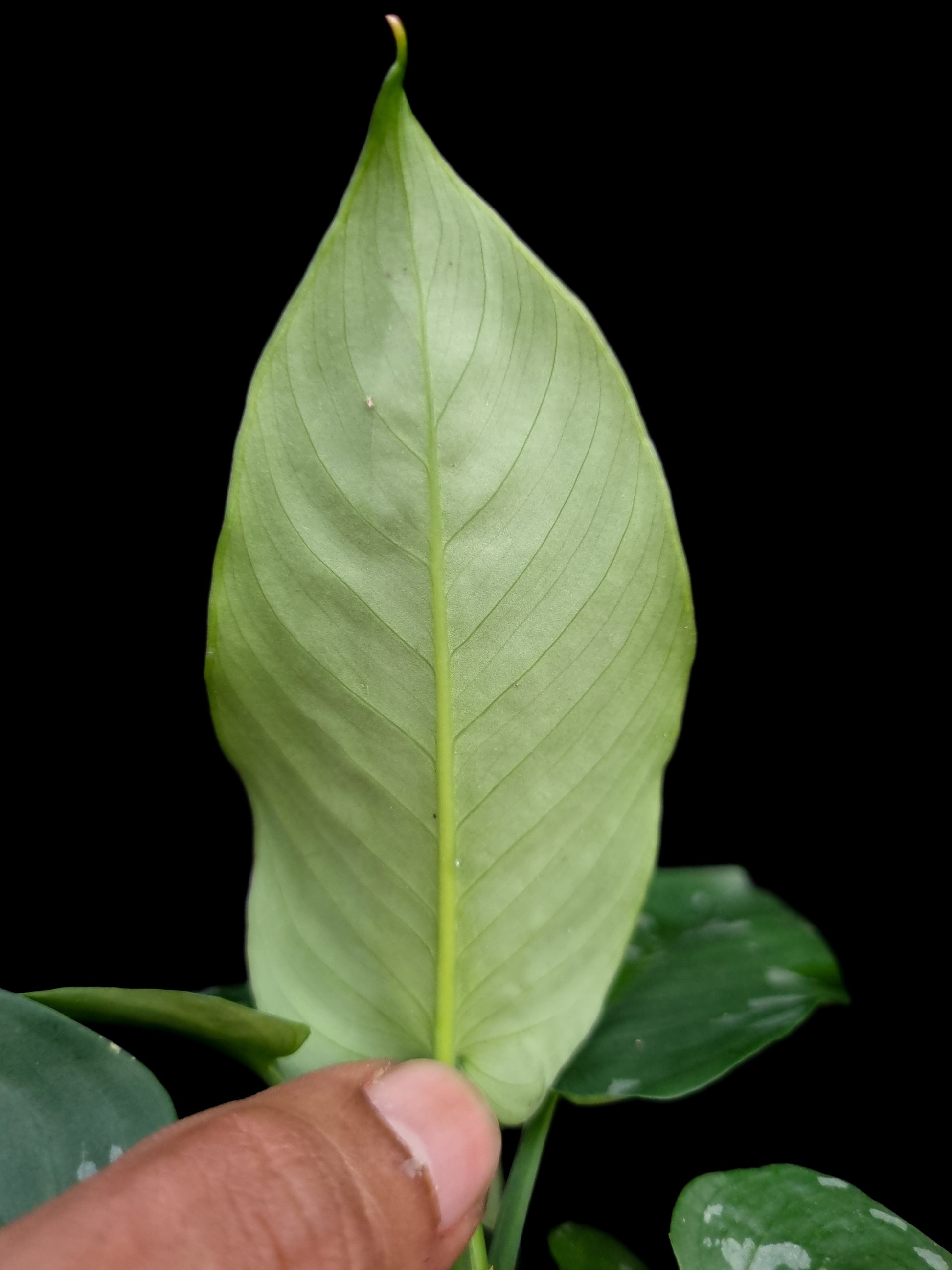 Schismatoglottis sp. Papua potted plant sale Singapore leaf abaxial detail 