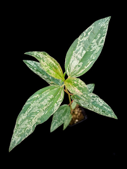 Melastoma malabathricum 'Variegata' sale Singapore potted plant top view 