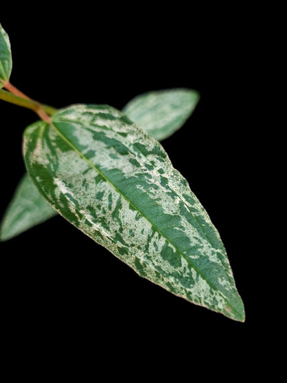 Melastoma malabathricum 'Variegata' sale Singapore potted plant leaf detail 