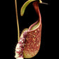Nepenthes rafflesiana red tricolour pitcher plant carnivorous plants sale Singapore side view
