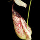 Nepenthes rafflesiana speckled pitcher plant carnivorous plants sale Singapore side view