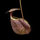 Nepenthes rafflesiana seed-grown pitcher plant sale Singapore side view 