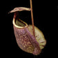 Nepenthes rafflesiana seed-grown pitcher plant sale Singapore front view 