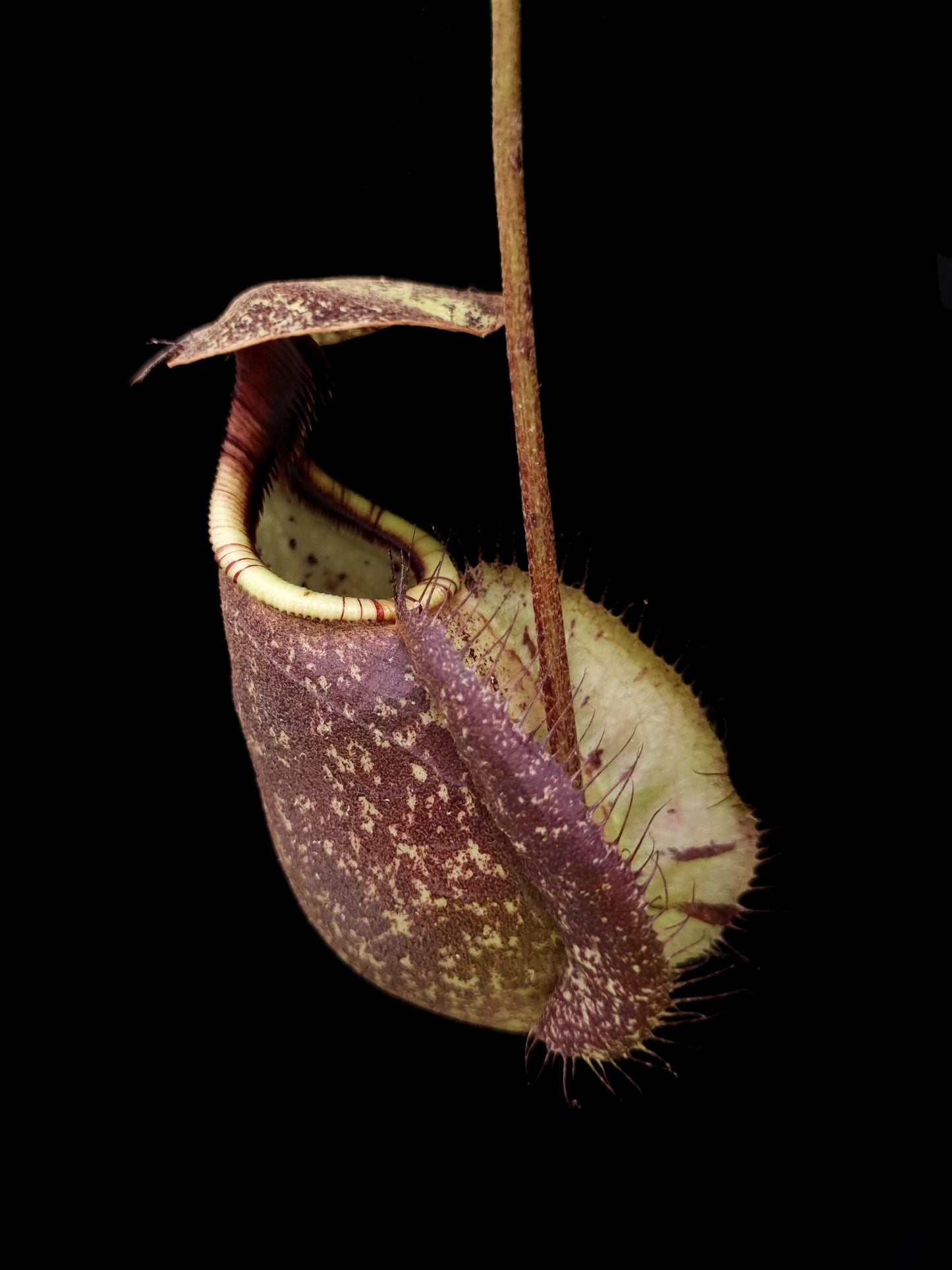 Nepenthes rafflesiana seed-grown pitcher plant sale Singapore front view 