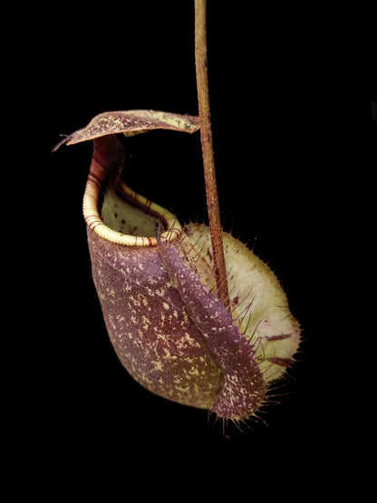 Nepenthes rafflesiana seed-grown pitcher plant sale Singapore front view 