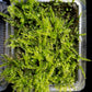 Plagiomnium acutum terrarium moss liverworts plants sale Singapore