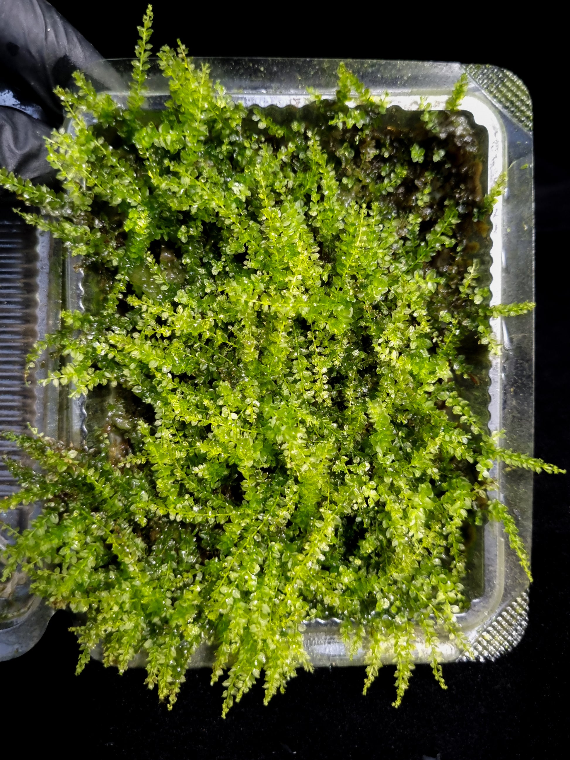 Plagiomnium acutum terrarium moss liverworts plants sale Singapore