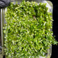 terrarium moss liverworts plants sale Singapore