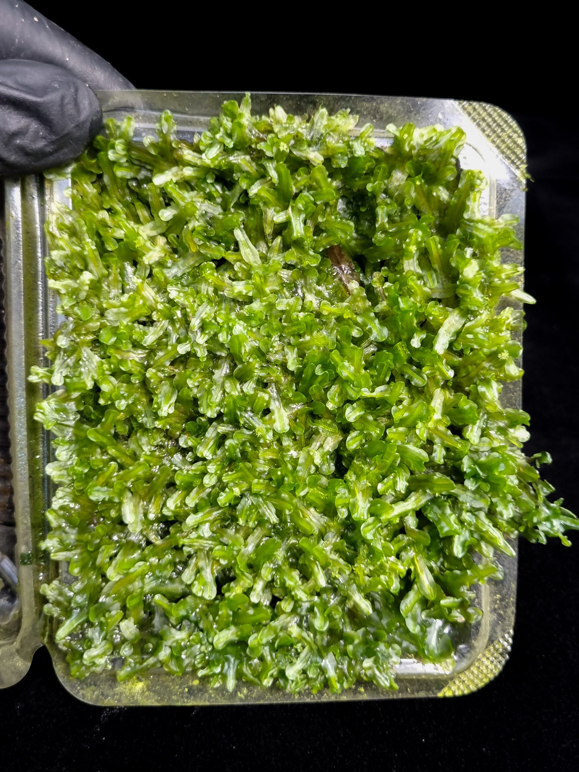 terrarium moss liverworts plants sale Singapore