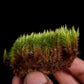Pyrrhobryum spiniforme terrarium moss liverworts plants sale 
