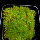Pyrrhobryum spiniforme terrarium moss liverworts plants sale 