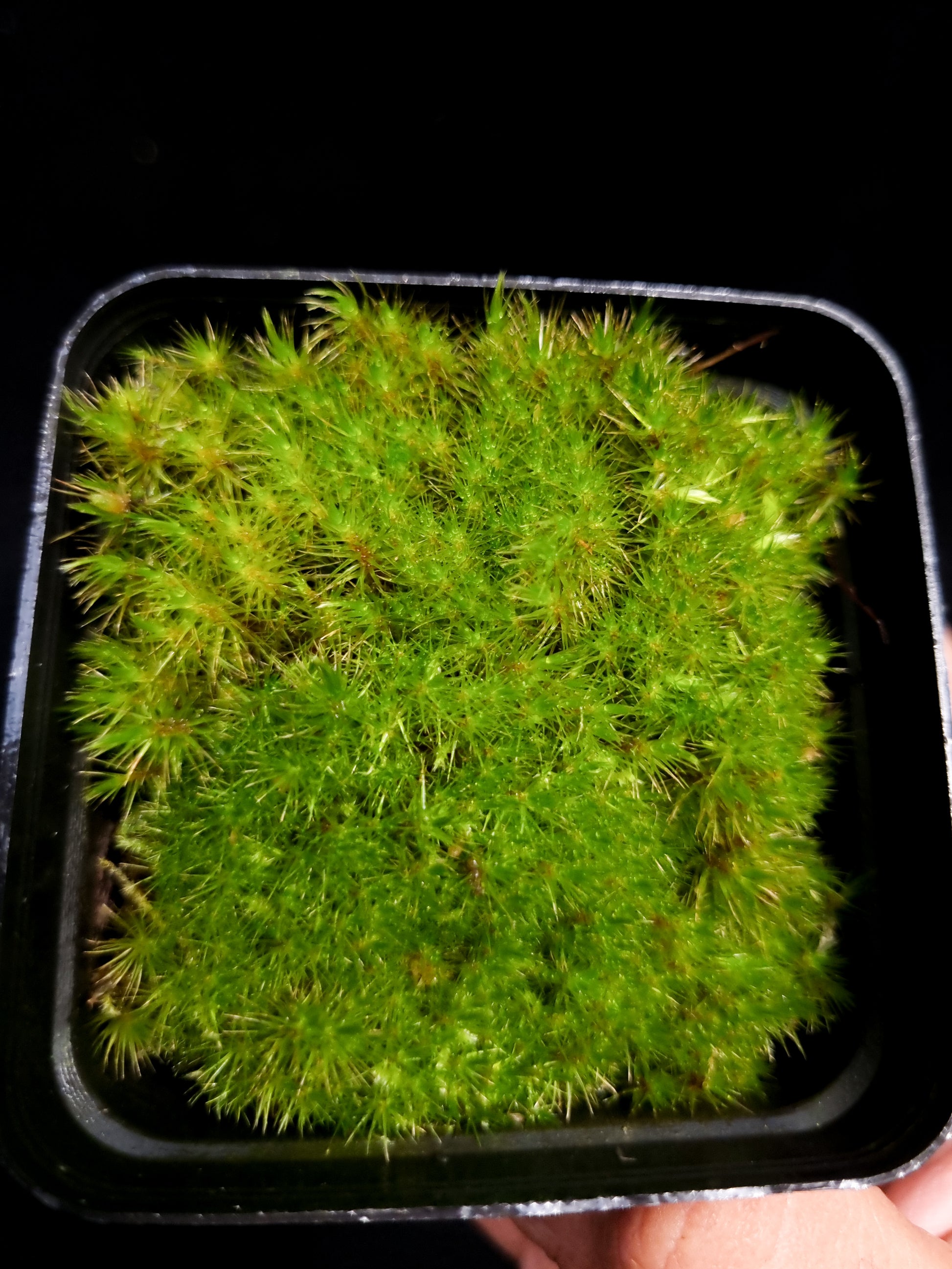Pyrrhobryum spiniforme terrarium moss liverworts plants sale 