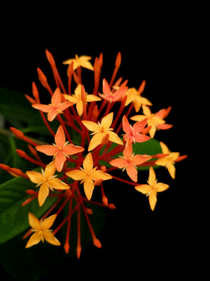 Ixora lobbii sale Singapore potted plant flower detail