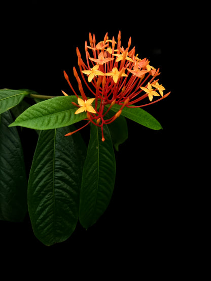 Ixora lobbii sale Singapore potted plant side view