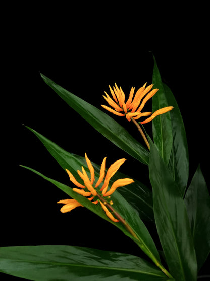 Pleuranthodium gjellerupii rare ornamental ginger plant sale Singapore side view 