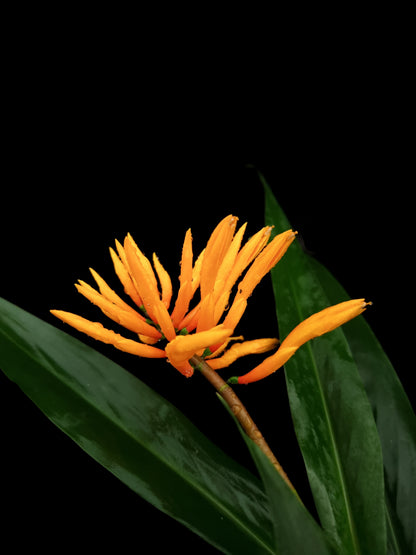 Pleuranthodium gjellerupii rare ornamental ginger plant sale Singapore flower detail 