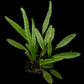 Selliguea sp. fern sale Singapore potted plant top view