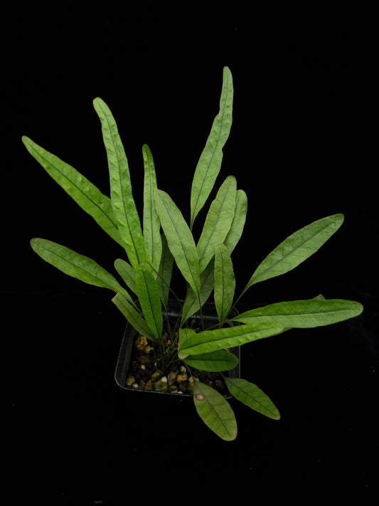 Selliguea sp. fern sale Singapore potted plant top view
