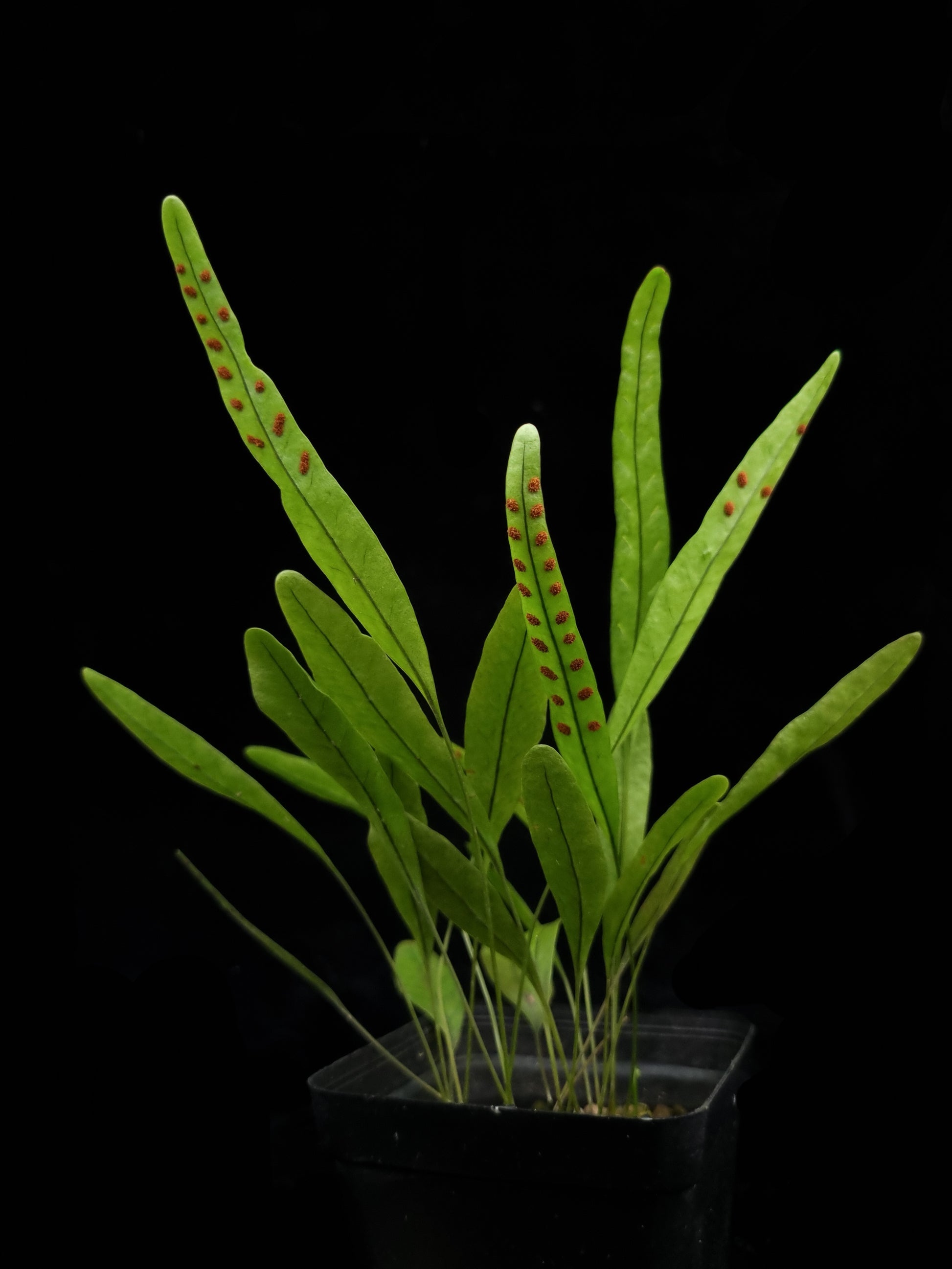Selliguea sp. fern sale Singapore potted plant abaxial view
