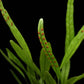Selliguea sp. fern sale Singapore potted plant sori detail