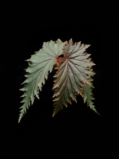 Begonia sp. Miri sale Singapore potted plant front view 