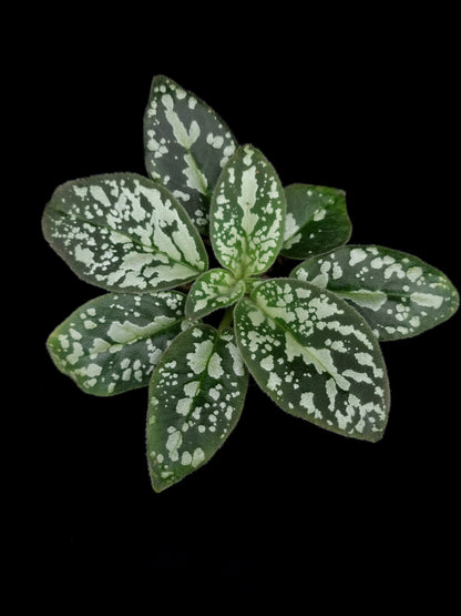 Michaelmoelleria vietnamensis sale Singapore potted plant top view 