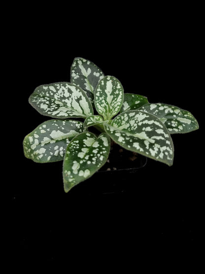 Michaelmoelleria vietnamensis sale Singapore potted plant side view 