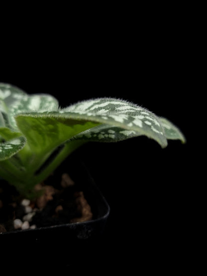 Michaelmoelleria vietnamensis sale Singapore potted plant leaf detail