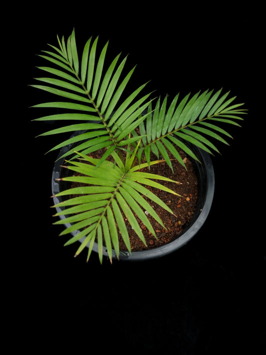 Rhopaloblaste singaporensis palm potted plant sale Singapore top view