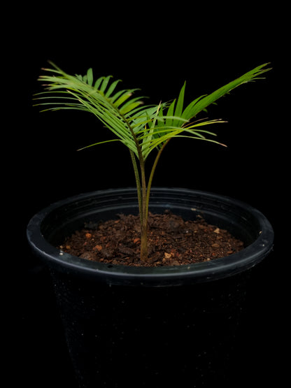 Rhopaloblaste singaporensis palm potted plant sale Singapore side view