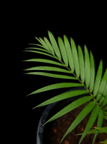 Rhopaloblaste singaporensis palm potted plant sale Singapore frond detail