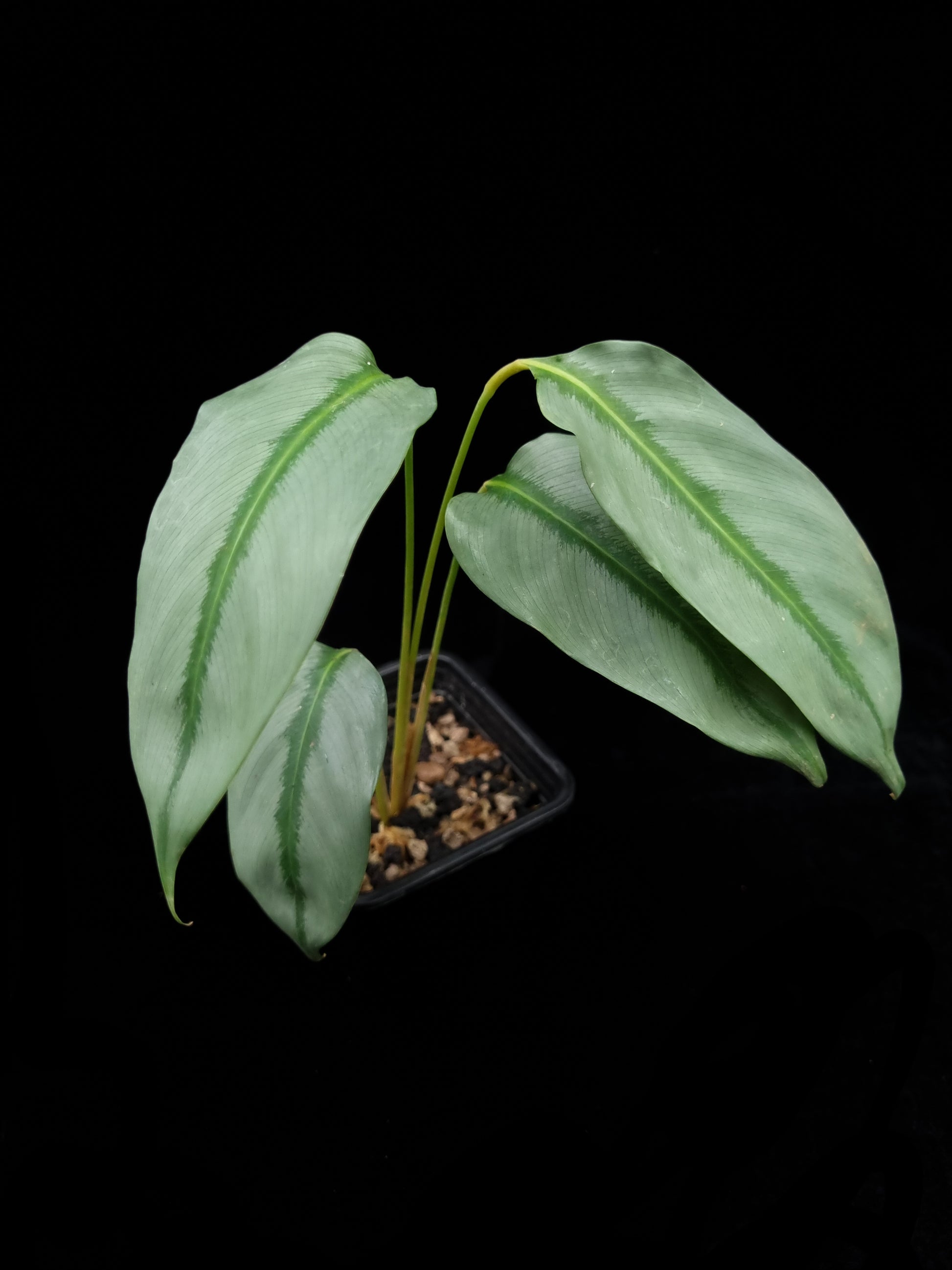 Phrynium sp. Kalimantan sale Singapore potted plant front view 